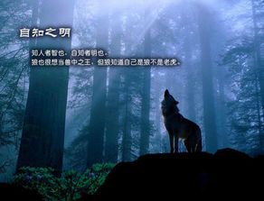 《狼狩猎：冰封之岛》——极寒绝境中的生死对决