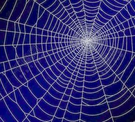 **蜘蛛网囊肿：成因、症状与治疗**