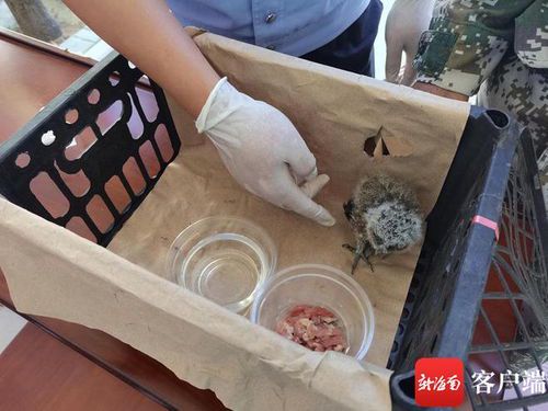 迷途的夜之精灵：猫头鹰幼崽误入民居记