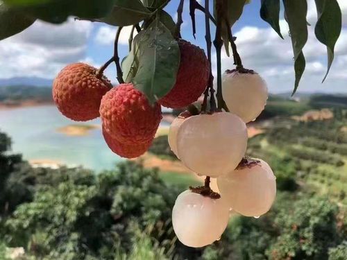 岭南佳果迎旺季 南山荔枝销售火爆