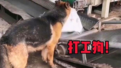 养家糊口的象征：哪些动物诠释了责任与担当？