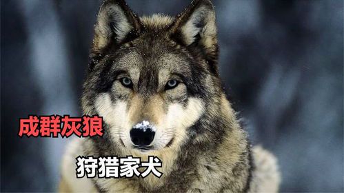 标题：狼狩猎护士扮演者的幕后故事与角色解析
