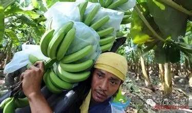 水鬼蕉放在家里吉利吗？风水与养护指南