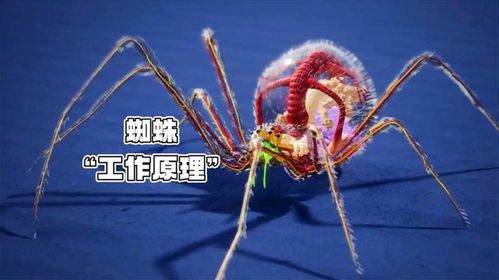 蜘蛛网止血的科学原理